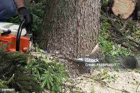 Best Tree Risk Assessment  in Kingston, NJ