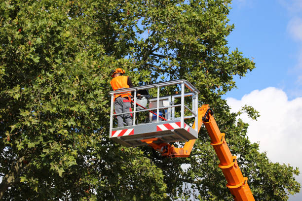 Best Tree Disease Treatment  in Kingston, NJ