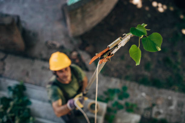Best Tree Removal  in Kingston, NJ