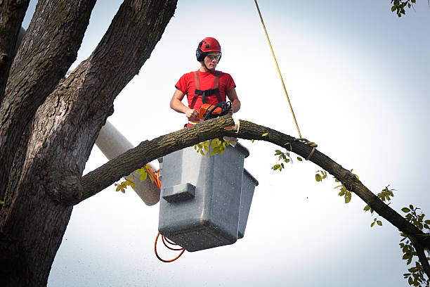 How Our Tree Care Process Works  in  Kingston, NJ